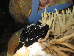 looked like a big black nudi... Night dive Arthur's rock,... by A B 